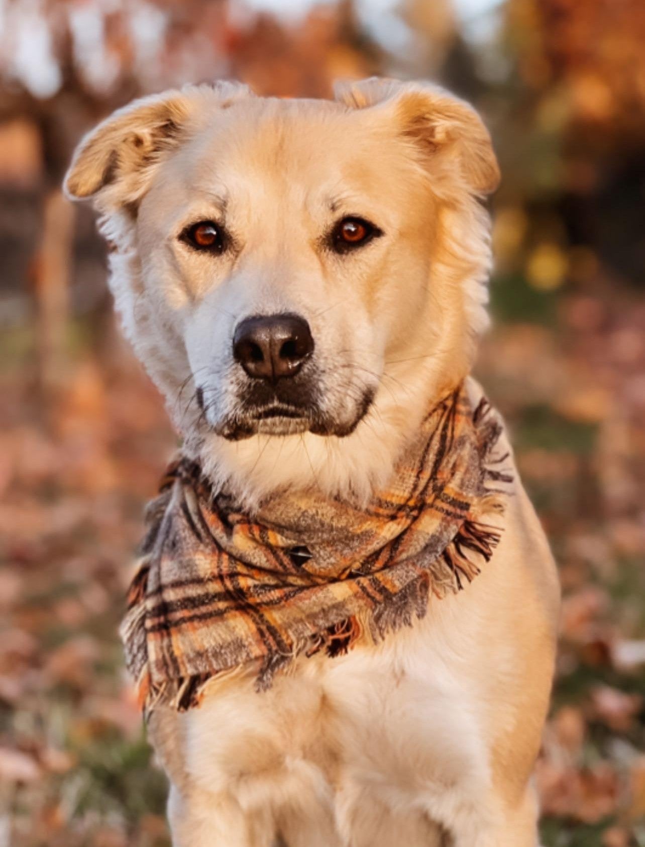 Pet Keffiyeh Bandana Collar