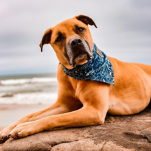 Load image into Gallery viewer, DEVINE DEPTHS Pocket Bandana
