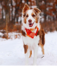 Load image into Gallery viewer, SYRUP AND CIDER Flannel Pocket Bandana
