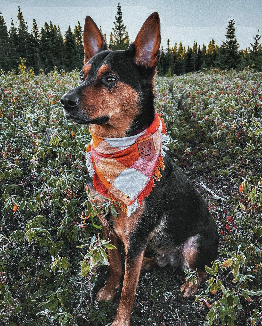 SYRUP AND CIDER Flannel Bandana