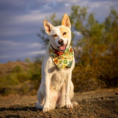 SUCC IT Adventure-Proof Bandana